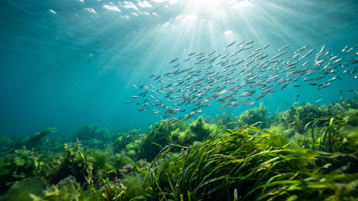 Fish Oil vs Krill Oil vs Algae Oil: How to Choose