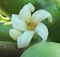 Hawaiian Rainforest Naturals Papaya Flower Essence - 1 Fl Oz - image 4