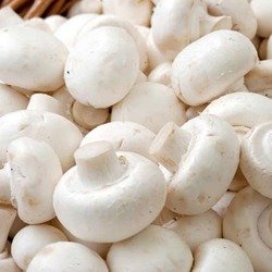 Pistol River Mushroom Farm White Button Mushroom Powder 16oz Fine - image 2