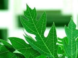 Generic Organic Papaya Leaf Powder for Face Skin - 50g - image 4