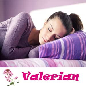 ELP ESSENTIAL Valerian Root 500mg Organic Capsules - 100 Count - image 3