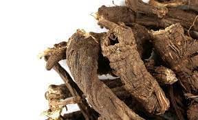 Osha Root Ligusticum Porteri 400 GM - image 2