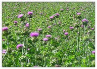 White Label Premium Herbs and Spices Milk Thistle Seed Whole - 8 oz - image 5