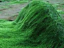 YAMKAY Natural Spirulina Powder - 1500 GM - image 3