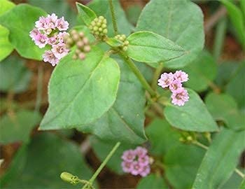 A.K. Punarnava Powder - 100g - image 2