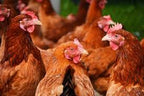 Nubiotic 4X Concentrate Oregano Oil for Poultry - 32 oz - image 4