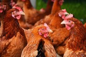 Nubiotic 4X Concentrate Oregano Oil for Poultry - 32 oz - image 4