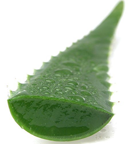 Barbadensis Organic Aloe Vera Leaves - 3 Pounds - image 3