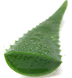 Barbadensis Organic Aloe Vera Leaves - 3 Pounds - image 3