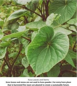 Fijian Made Noble Kava Kava Roots Cut & Sifted - 4 oz - image 2