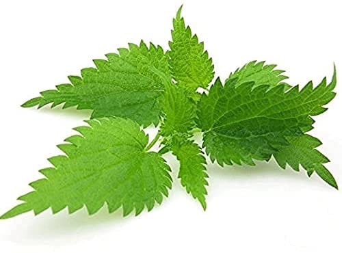Nature Tea Nettle Leaf - Urtica dioica Dried Loose Leaf 100% from