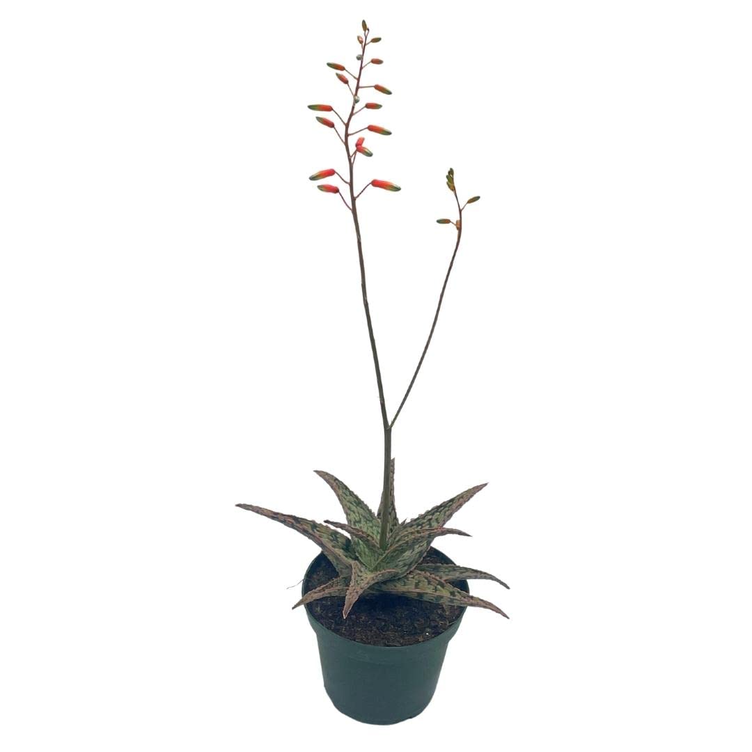 BubbleBlooms White Aloe Snowflake Aloe - 4 Inch Pot - image 7