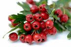 Nature Tea Hawthorn Berry - Fructus Crataegi Loose Dried Slice from