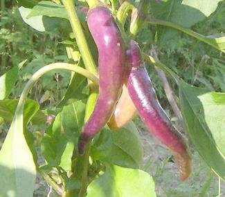Hazzard's Pepper Hot Cayenne Purple Seeds - 250 Count
