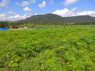 Lexmin Moringa Leaf Tablets - 200 Tablets - image 5