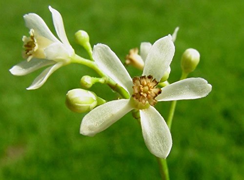Foodherbs Neem Flower Powder for Gut & Skin Support - 200g - image 2