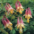 Hazzard's Aquilegia Canadensis Wildflower Seeds - 1,000 Seeds