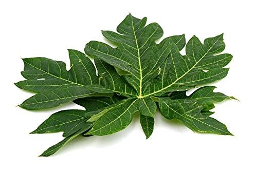 Generic Organic Papaya Leaf Powder for Face Skin - 50g - image 3