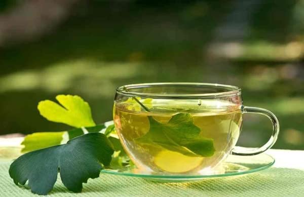 bodi : Ginkgo Biloba 10:1 Extract Powder