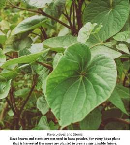 Enjoy Kava Waka Powder Noble Kava Root - 2.5 LB Jar - image 3