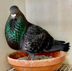 Farmalab Calcium Bone D3 Extra Strength Supplement for Pigeons - 100 Tablets - image 6