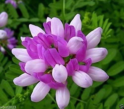SKIN CARE SOLUTION Astragalus & Ginseng Immune Booster - 240 Capsules - image 3