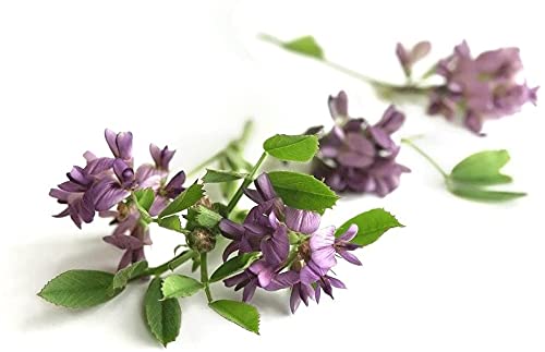 Nature Tea Alfalfa - Medicago Sativa Dried Loose Leaf c/s 100% from