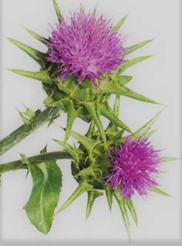 White Label Premium Herbs and Spices Milk Thistle Seed Whole - 8 oz - image 4