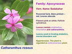 Nutranix Hrz Nithyakalyani Powder - 100g - image 2