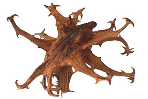 bodi : Devil Claw Root Powder