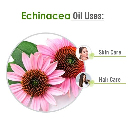 Salvia Echinacea Oil Pure and Natural Echinacea Oil Extract - image 3