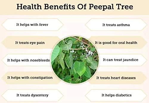 Yamkay Arasampattai Powder Peepal Tree Bark - 300g - image 5