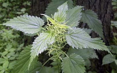 Lost Empire Herbs Stinging Nettle Root 10:1 Extract Powder - 75g - image 7
