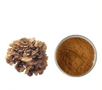 Bright sunlight Maitake Mushroom Extract 20:1 Powder - 100 g - image 2