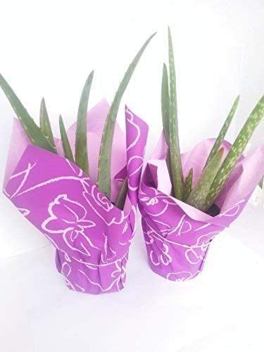 Jm Bamboo Aloe Vera Plant 4" Pot - Live Plant