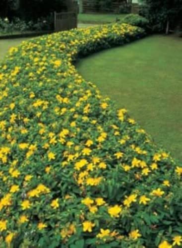Daylily Nursery Creeping St Johns Wort/Aaron's Beard/Hypericum