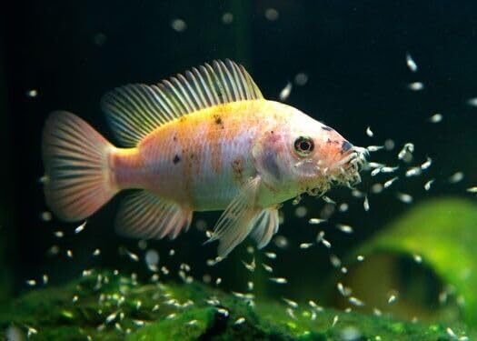 Aquatic Foods Inc. Spirulina