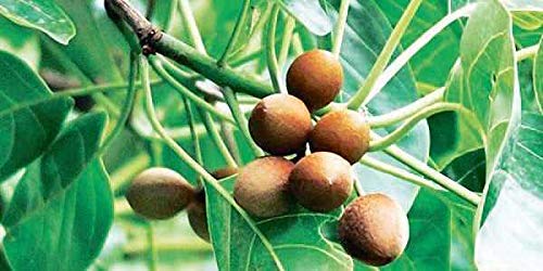 Harmony Nutraceuticals Gokshuradi Guggul Urogenital Wellness - image 6
