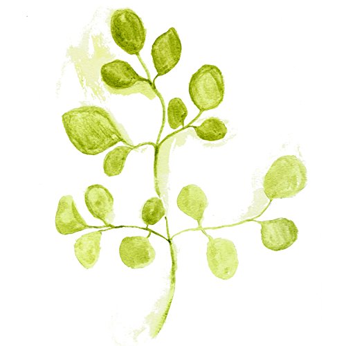 Maui Medicinal Herbs Moringa Leaf Extract - 1 Fl Oz - image 6