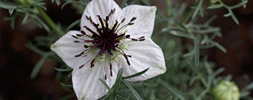 The Blessed Seed Strong Black Seed Oil Capsules