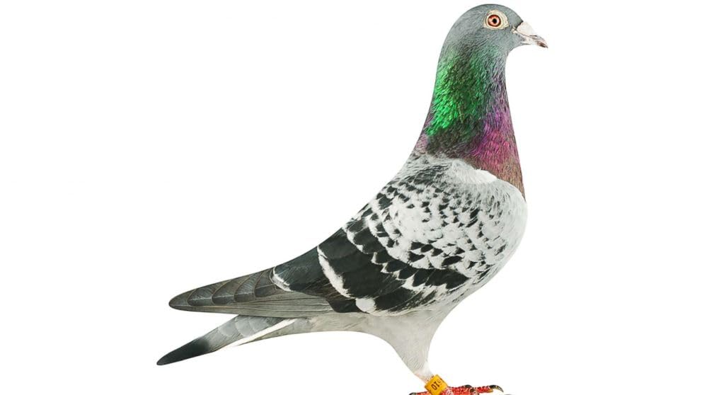 Farmalab Calcium Bone D3 Extra Strength Supplement for Pigeons - 100 Tablets - image 7