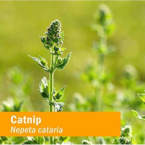 Herb Pharm Catnip Liquid Herbal Extract Nervous System Support - 1 oz - image 6