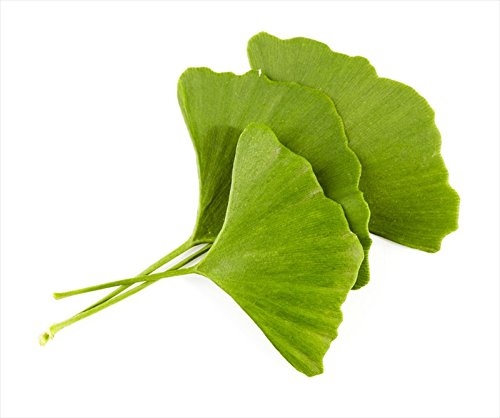Nature Tea Ginkgo Leaf - Ginkgo Biloba Loose Leaf 100% from Nature