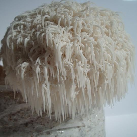 Mycology-supply.com Mushroom liquide Cultures