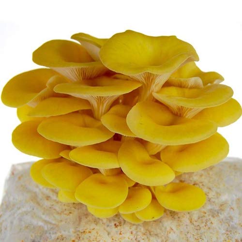 Mushroom Liquid Culture Syringe - Spore Free Live Mycelium