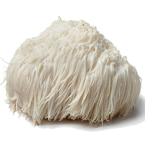 Mushroom Remedy PRO-Nerve & Brain Lion's Mane - 60 Tablets - image 6