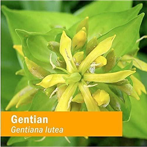 Herb Pharm Certified Organic Gentian Extract for Digestive Support