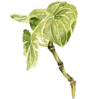 Maui Medicinal Herbs Hawaiian Kava Root Powder - 2 oz - image 7