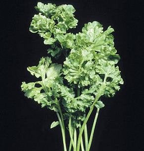 Hazzard's Cress Wrinkled Crinkled Lepidium sativum Seeds - 2000 Count