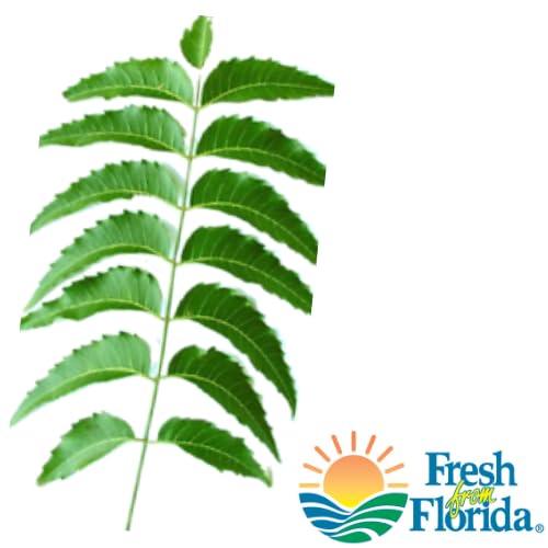 Goodluck Ganesha Fresh Neem Leaves - 50 Count - image 2